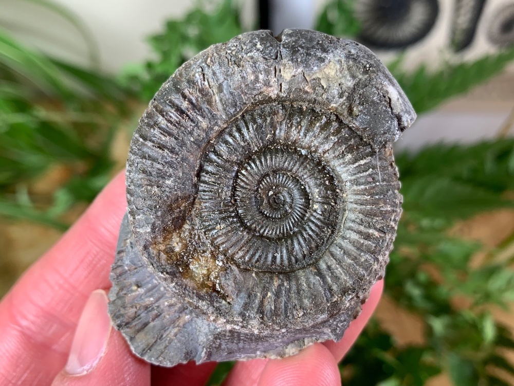 Dactylioceras commune Ammonite - 4.8cm #10