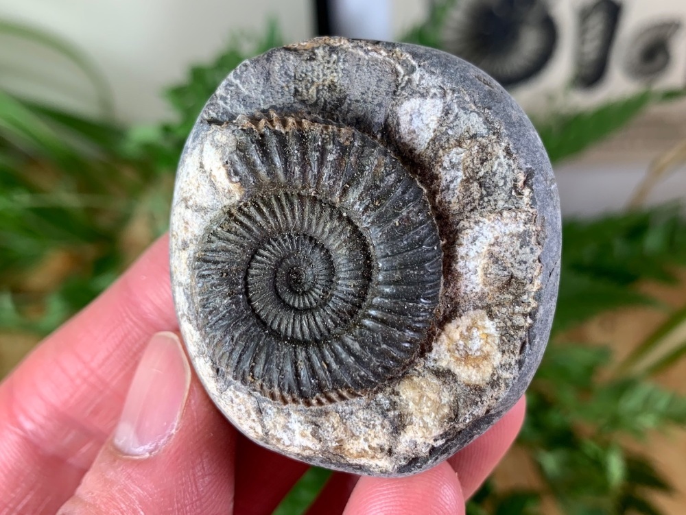 Dactylioceras commune Ammonite - 3cm #12