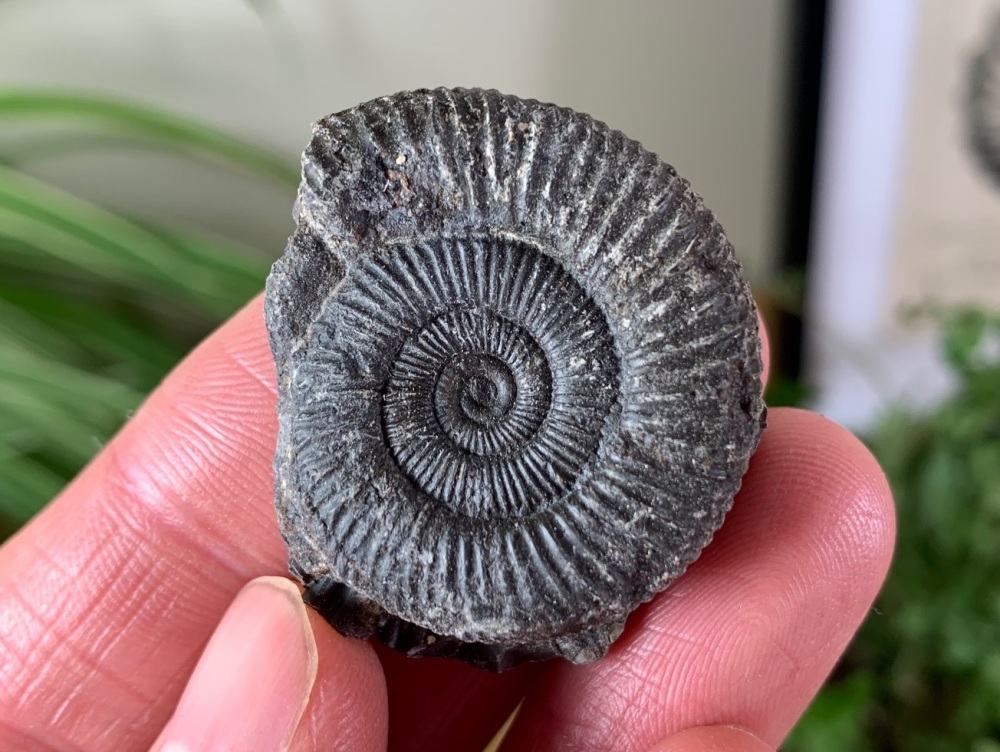 Dactylioceras commune Ammonite - 3.4cm #13