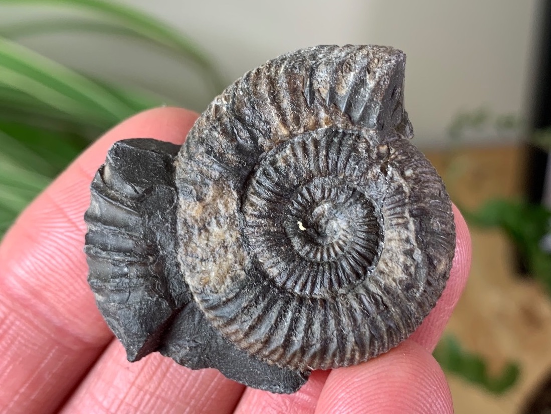 Dactylioceras commune Ammonite - 3.2cm #16