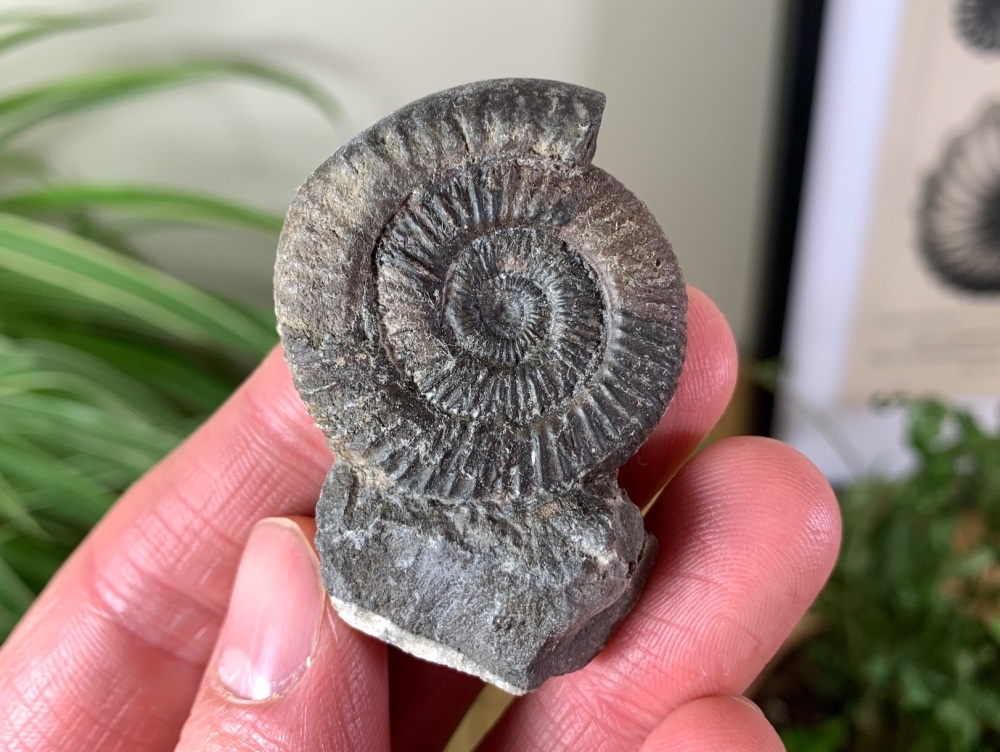 Dactylioceras commune Ammonite - 3.4cm #17