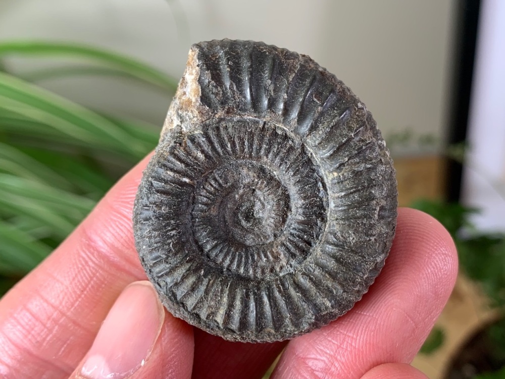 Dactylioceras commune Ammonite - 3.9cm #18