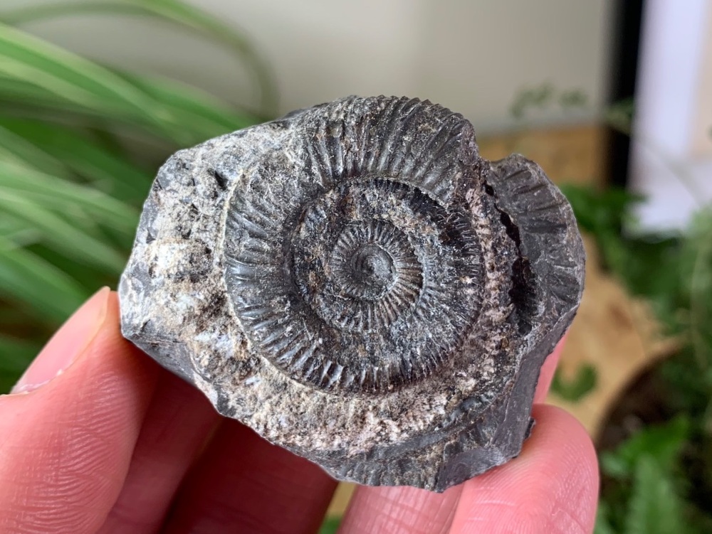 Dactylioceras commune Ammonite - 2.9cm #20