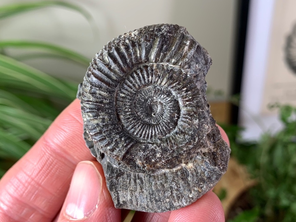 Dactylioceras commune Ammonite - 3.5cm #21