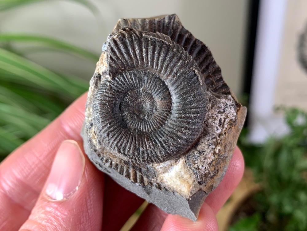 Dactylioceras commune Ammonite - 3cm #22