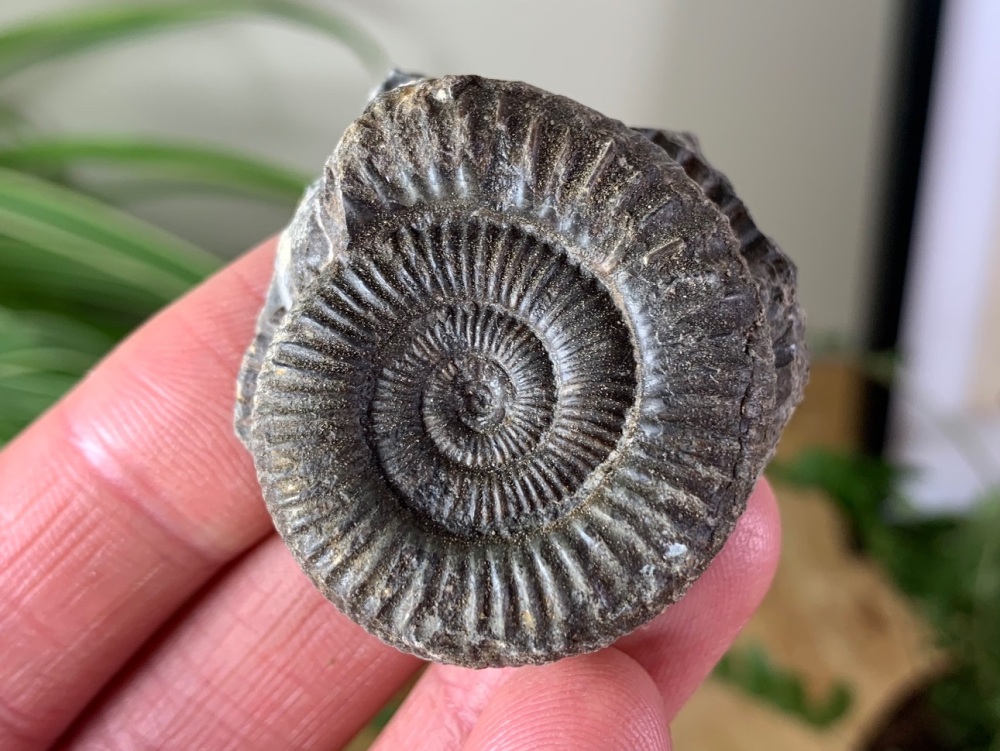 Dactylioceras commune Ammonite - 3.7cm #23