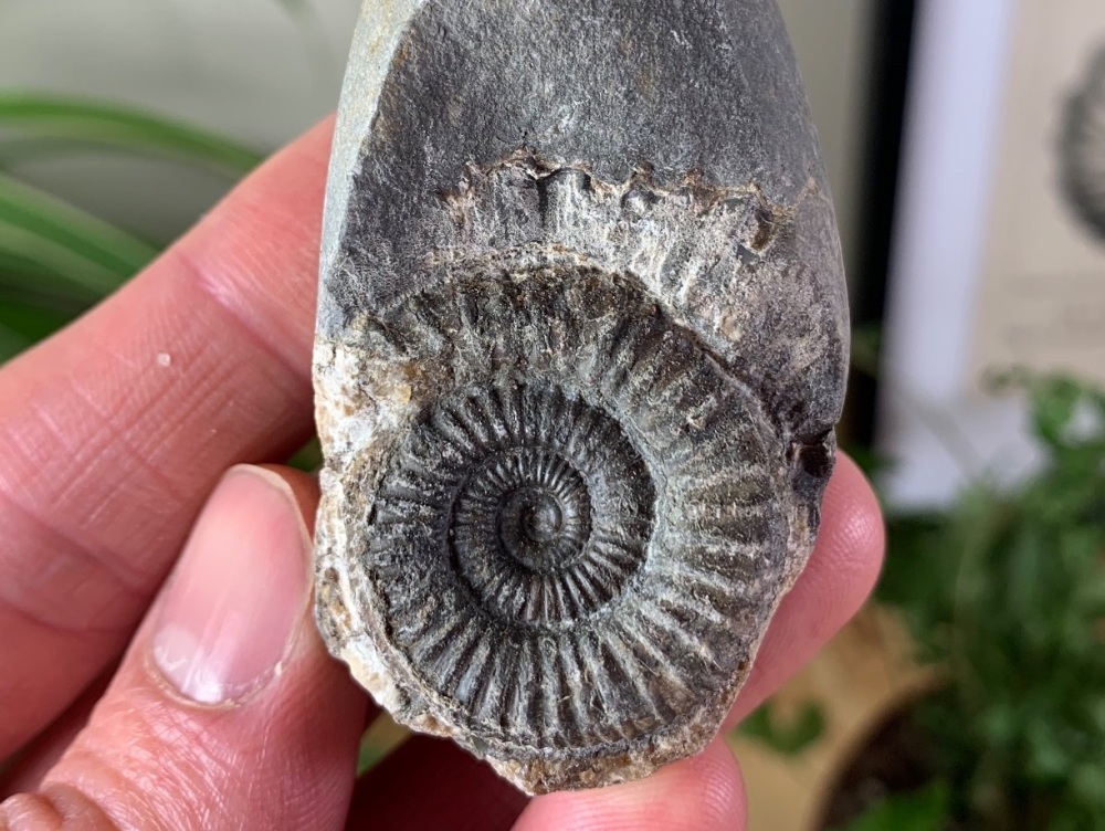 Dactylioceras commune Ammonite - 2.8cm #24