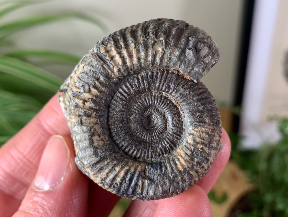 Dactylioceras commune Ammonite - 4.4cm #25