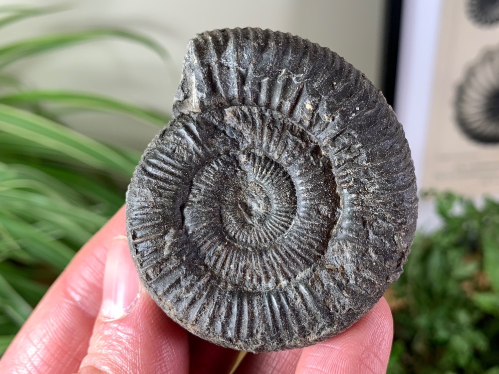 Dactylioceras commune Ammonite - 5.5cm #26