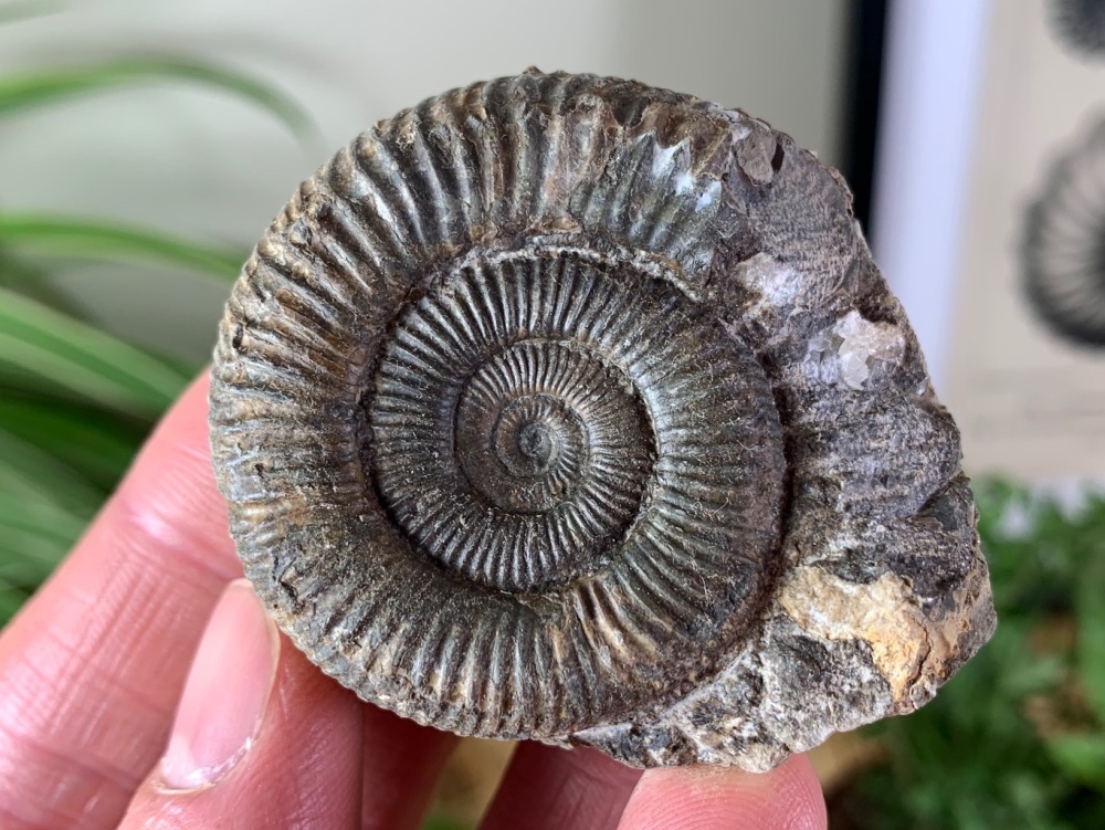 Dactylioceras commune Ammonite - 4.3cm #27