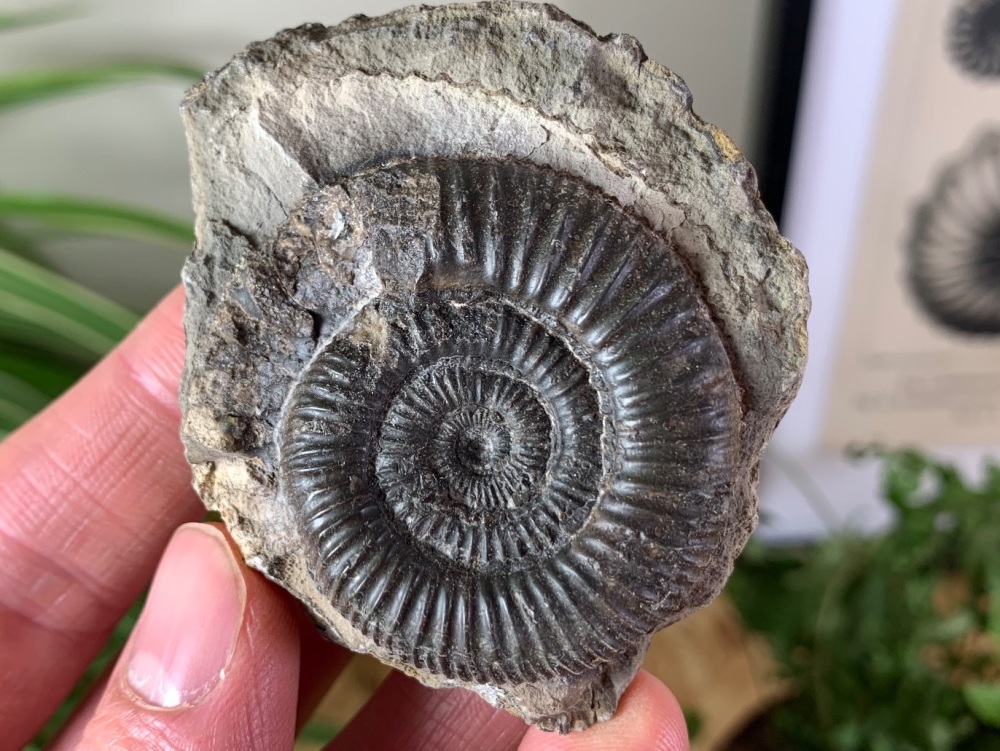 Dactylioceras commune Ammonite - 4.2cm #28
