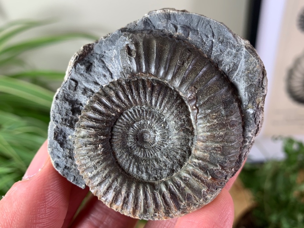 Dactylioceras commune Ammonite - 4.8cm #29