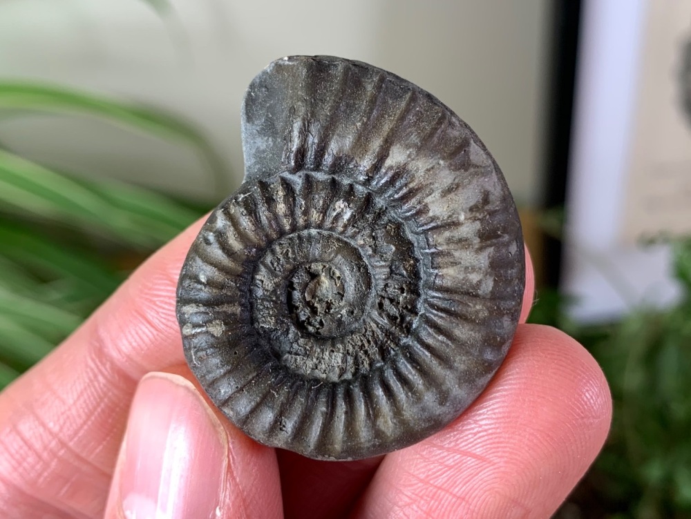 Arnioceras Ammonite - 3.5cm #30