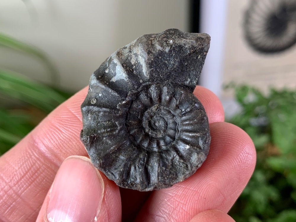 Eugassiceras resputinatum Ammonite - 3.2cm #31