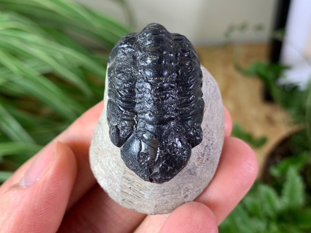 Phacopsid Trilobite #13