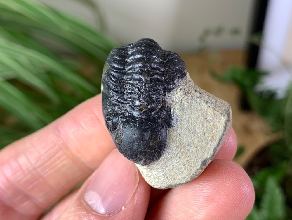 Phacopsid Trilobite #14