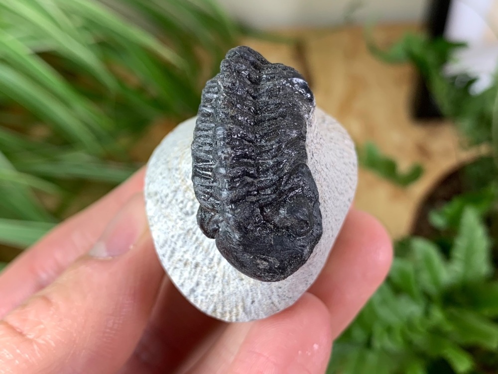 Phacopsid Trilobite #15