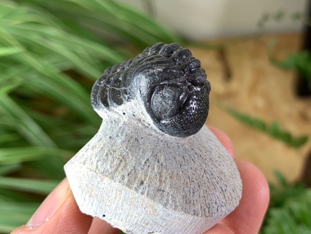 Phacopsid Trilobite #16