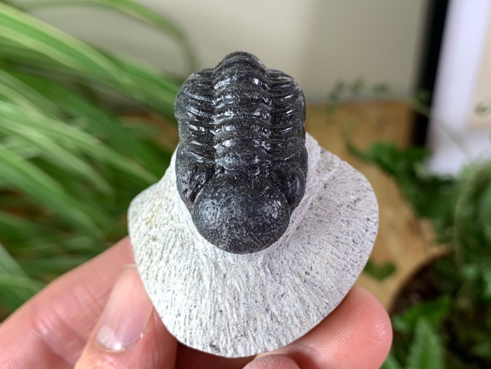 Phacopsid Trilobite #17