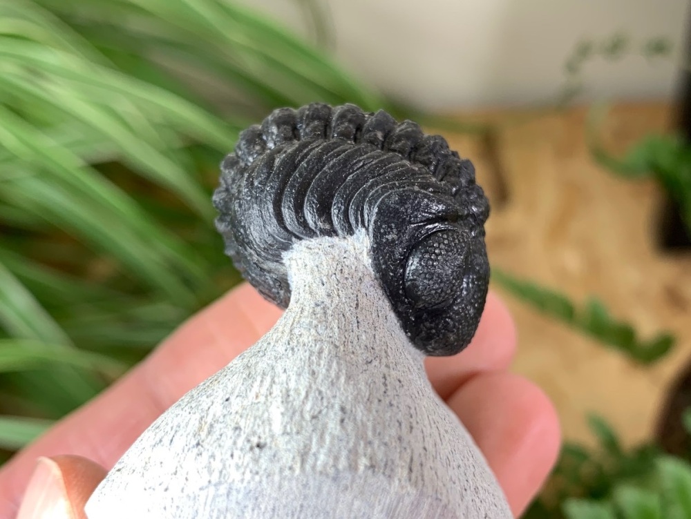 Phacopsid Trilobite #18
