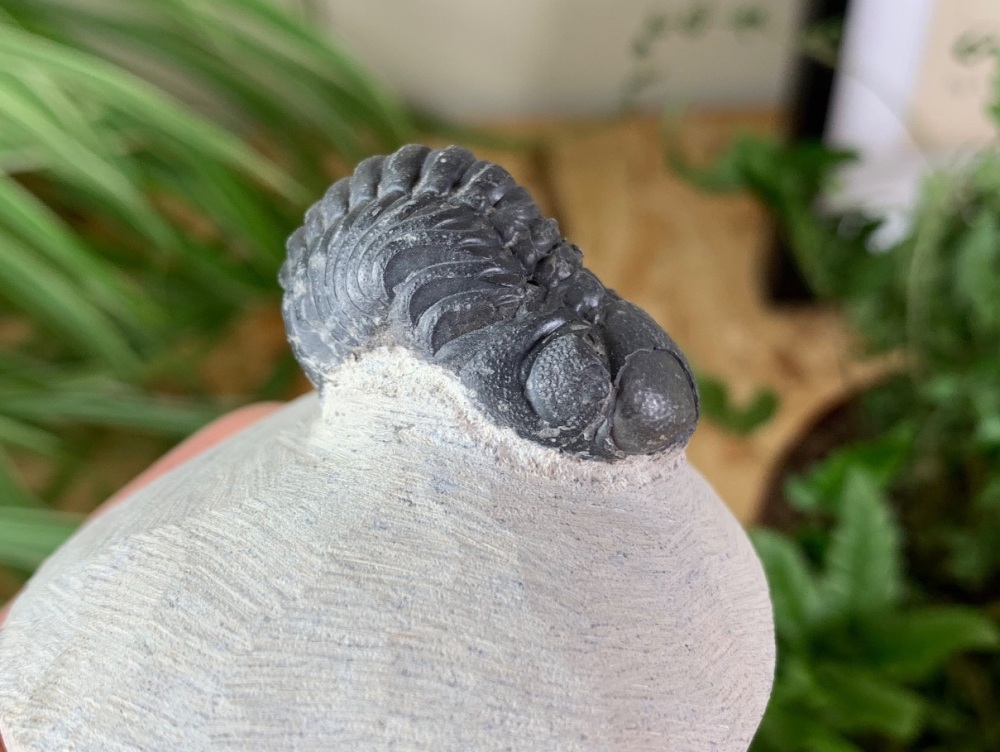 Phacopsid Trilobite #21