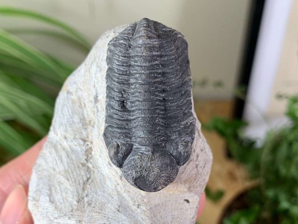 Phacopsid Trilobite #22