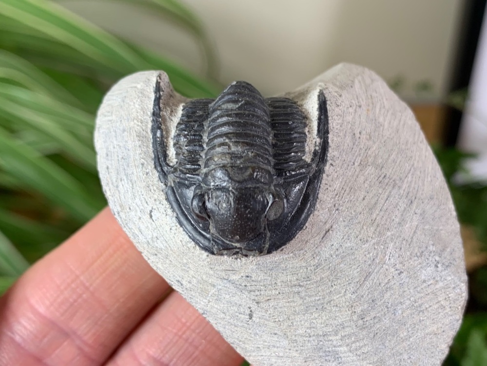 Cornuproetus Trilobite #24
