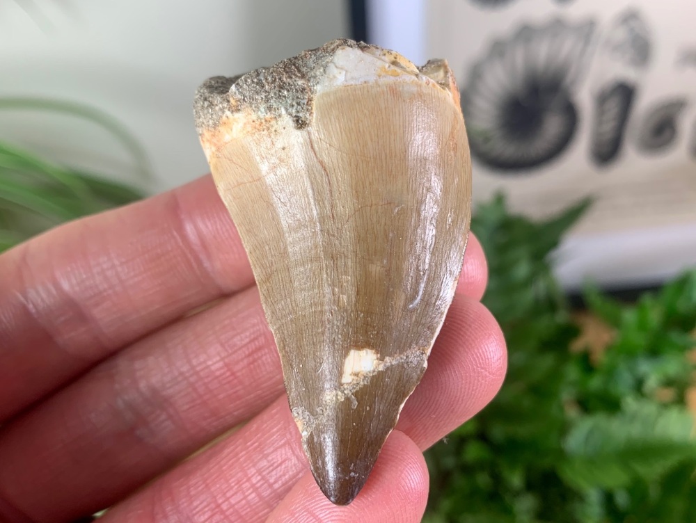 LARGE Mosasaur Tooth (2 inch) #20