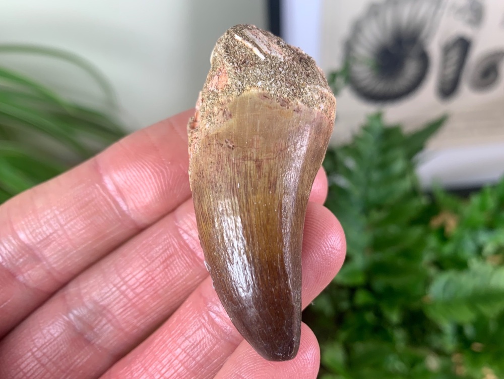 LARGE Mosasaur Tooth (1.88 inch) #21