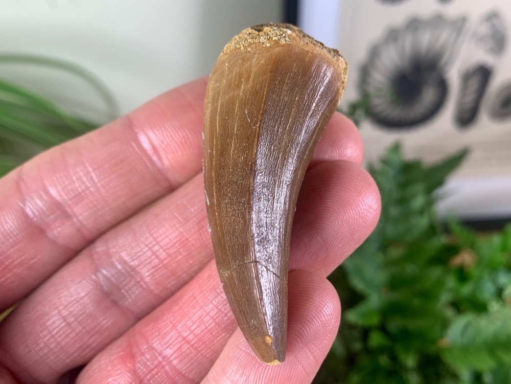 LARGE Mosasaur Tooth (1.88 inch) #22