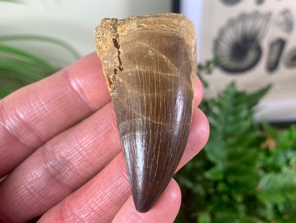 LARGE Mosasaur Tooth (2 inch) #23