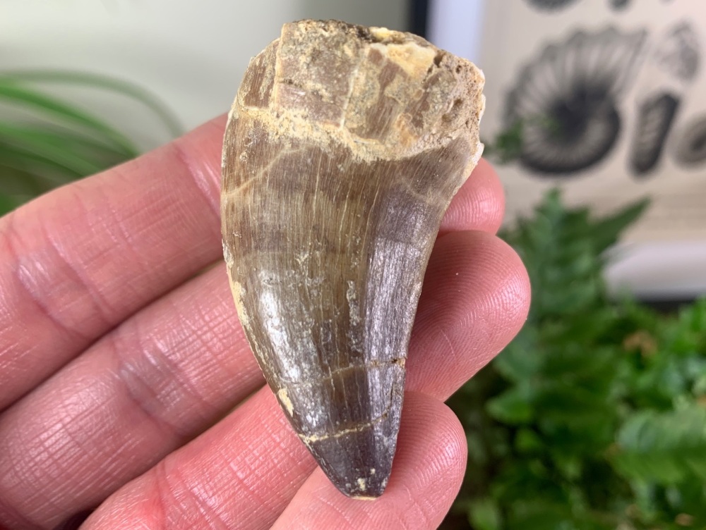 LARGE Mosasaur Tooth (1.81 inch) #24