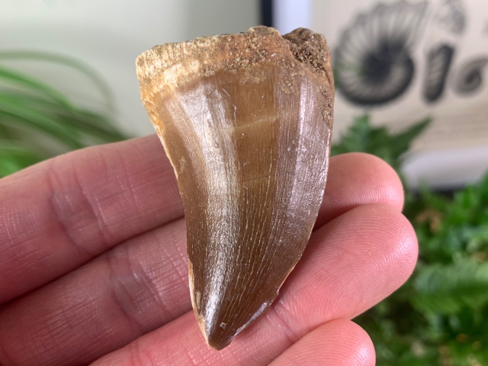 LARGE Mosasaur Tooth (2.13 inch) #25