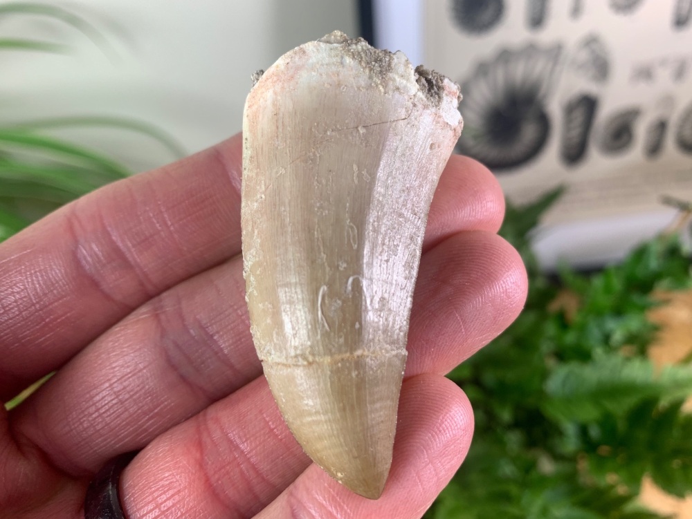 LARGE Mosasaur Tooth (2.25 inch) #26