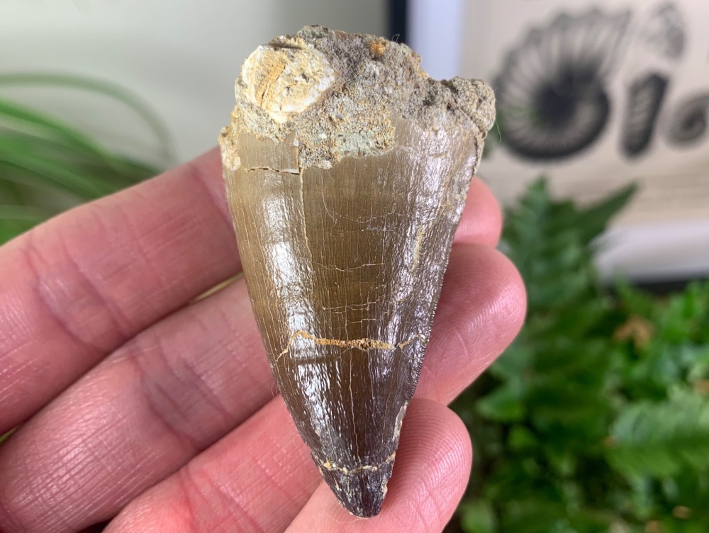LARGE Mosasaur Tooth (1.88 inch) #27