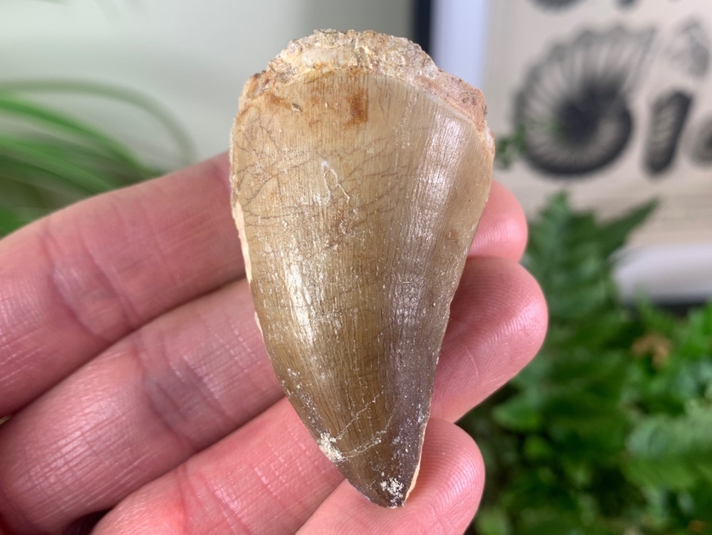 LARGE Mosasaur Tooth (2 inch) #28