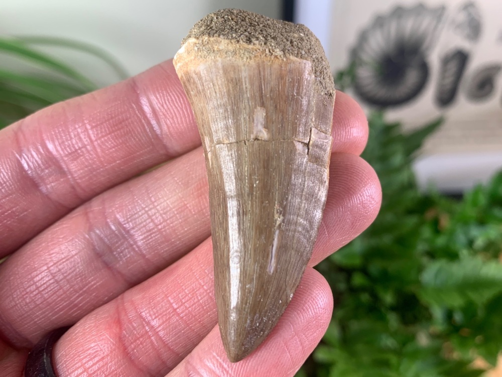 LARGE Mosasaur Tooth (2.13 inch) #29