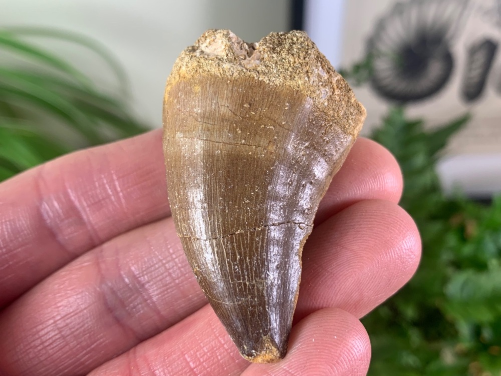 LARGE Mosasaur Tooth (1.75 inch) #30