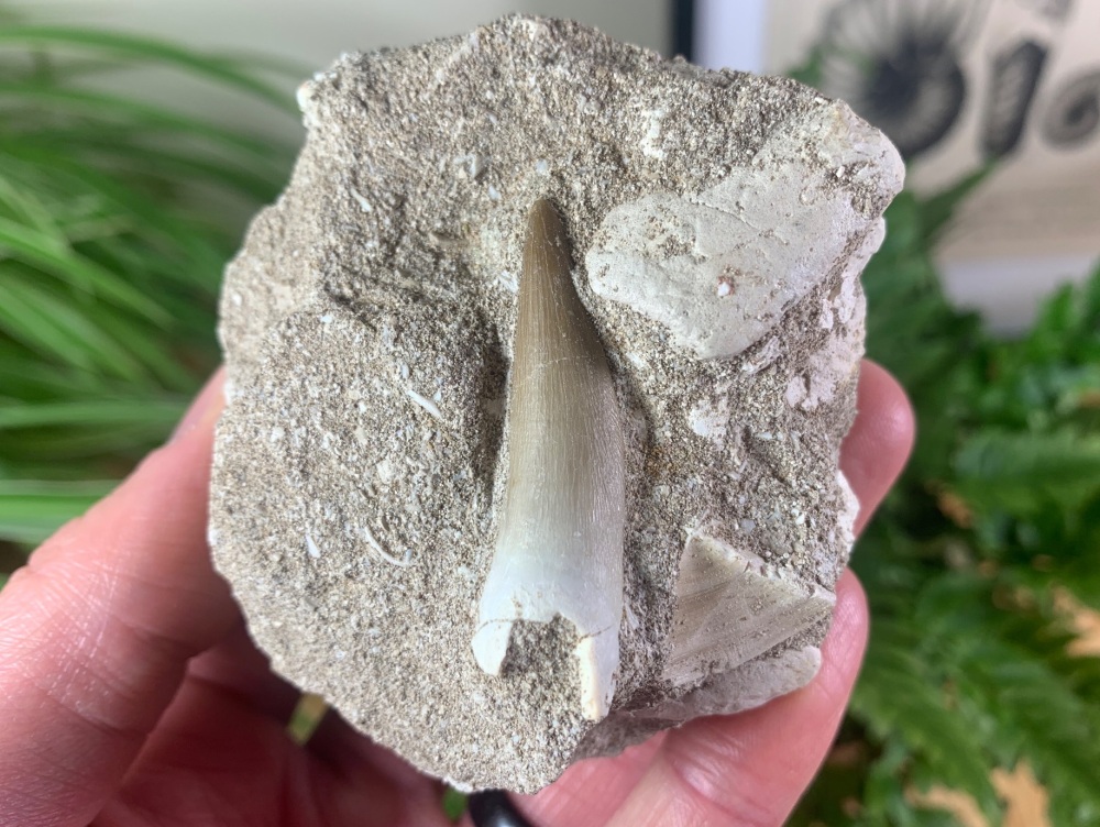 Plesiosaur Tooth on Matrix (1.63 inch) #01