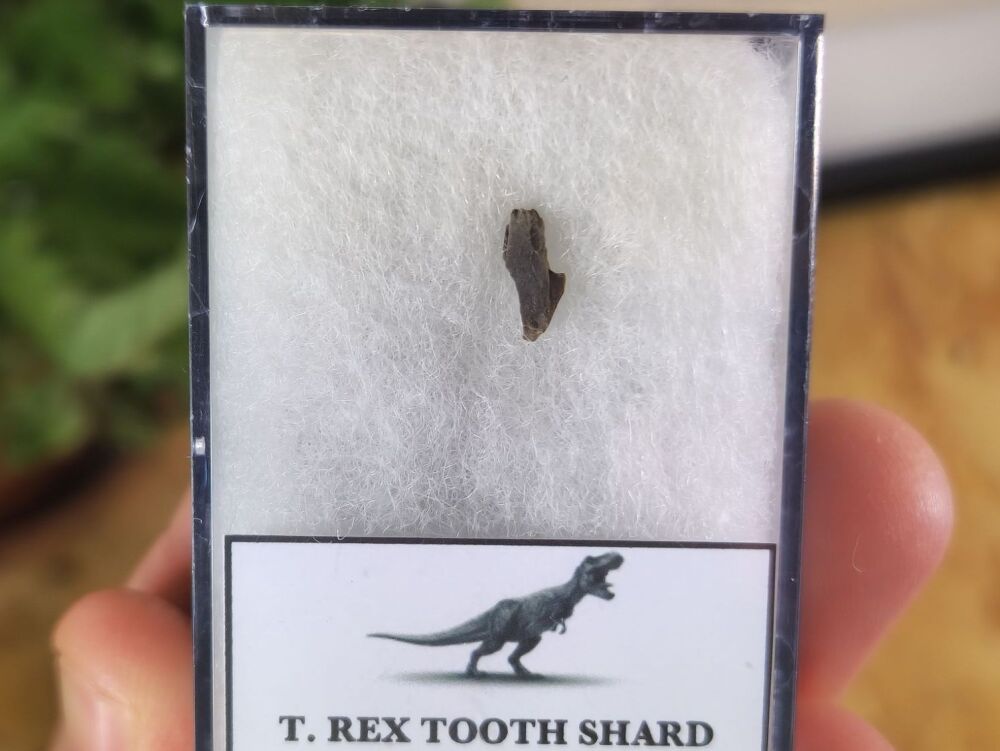 Tyrannosaurus rex Tooth Shard #01