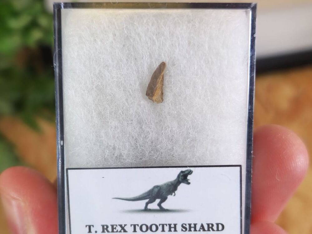 Tyrannosaurus rex Tooth Shard #05