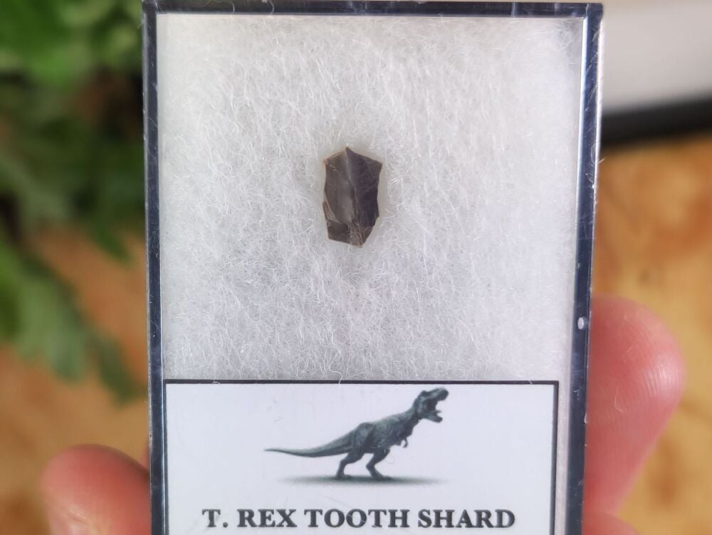 Tyrannosaurus rex Tooth Shard #07