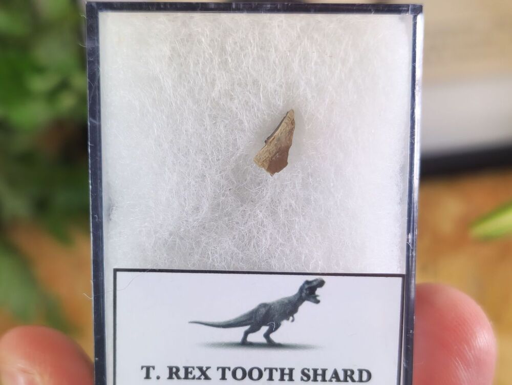 Tyrannosaurus rex Tooth Shard #09