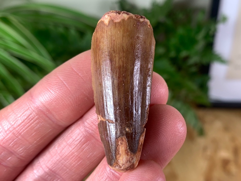 Spinosaurus Tooth - 1.69 inch #SP01