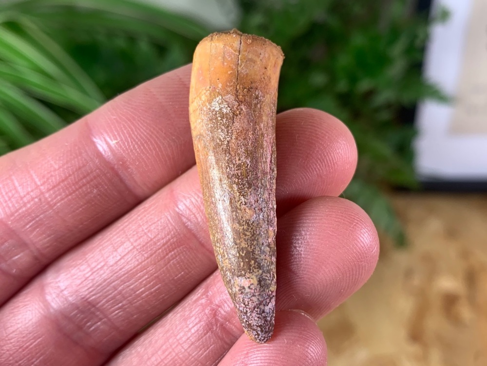 Spinosaurus Tooth - 1.69 inch #SP07