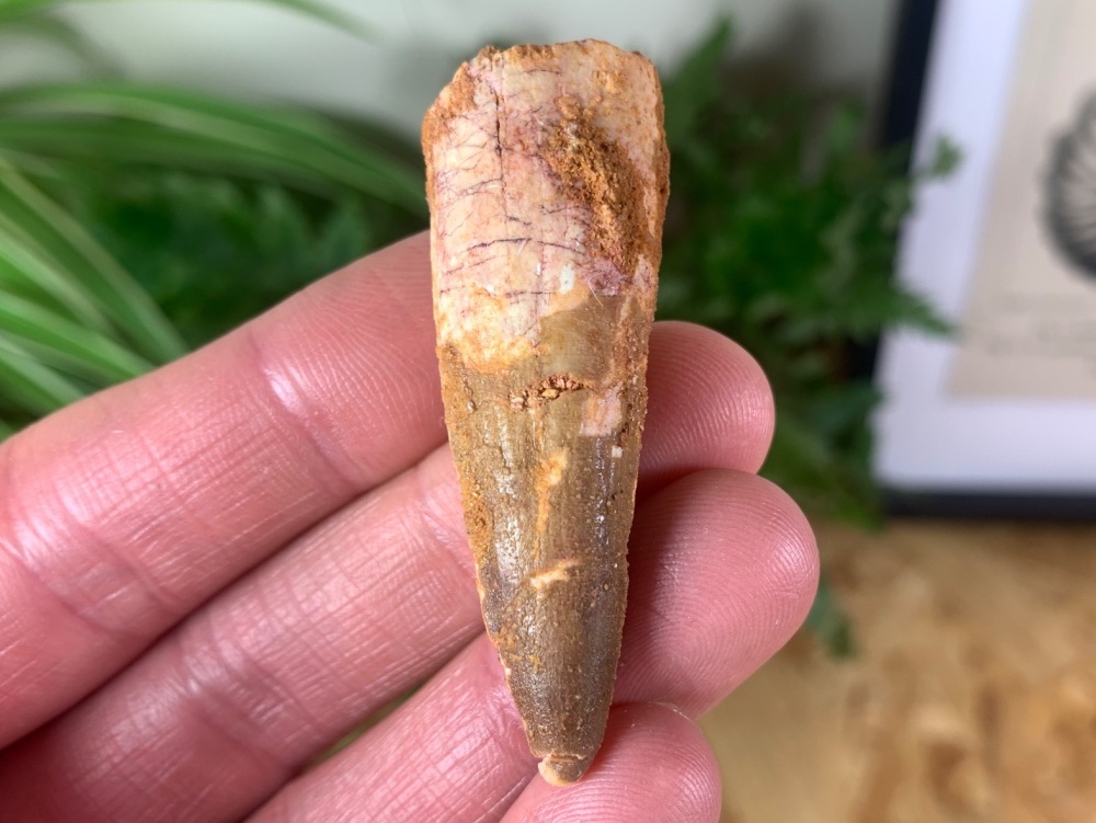 Spinosaurus Tooth - 2.06 inch #SP19