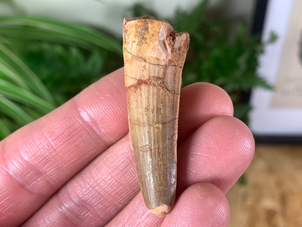 Spinosaurus Tooth - 1.97 inch #SP20