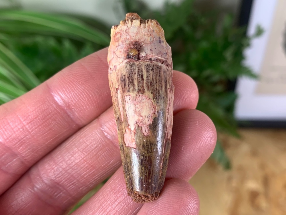 Spinosaurus Tooth - 1.88 inch #SP26