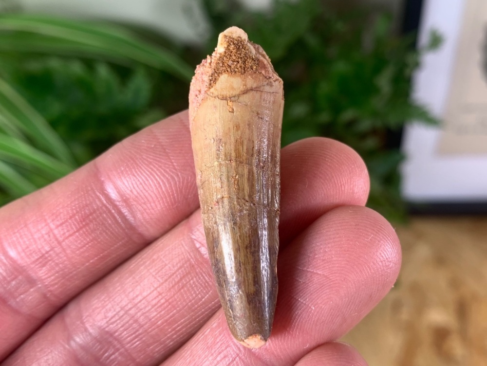 Spinosaurus Tooth - 1.75 inch #SP29