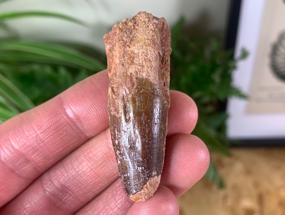 Spinosaurus Tooth - 2 inch #SP30